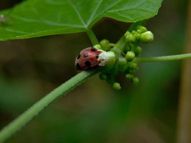 緑の木の枝にてんとう虫