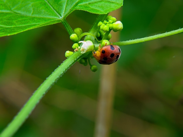 緑の木の枝にてんとう虫