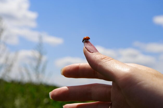 Ladybug on a hand