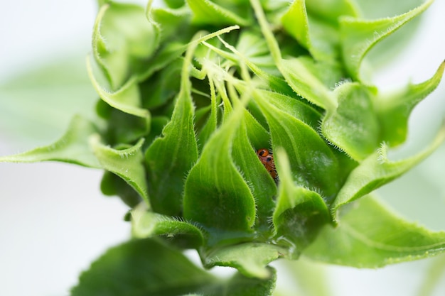 Ladybug hides from rainstorm in sunflower bud