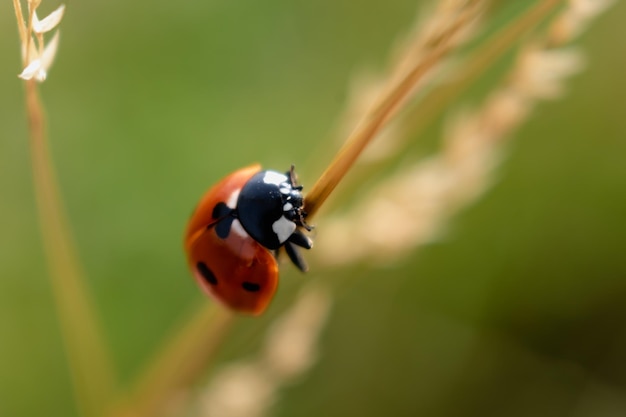 Ladybug in een tuin kleine ronde kever rood met zwarte vlekken coccinella coccinellidae