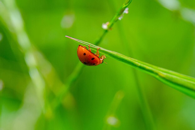 a ladybug is on a blade of grass