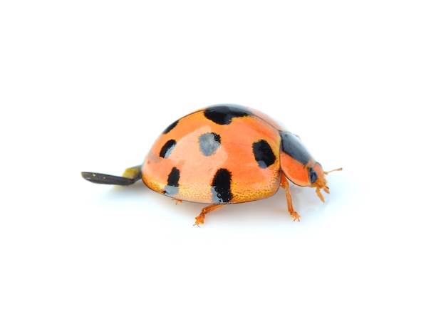 Ladybug isolated on white surface.