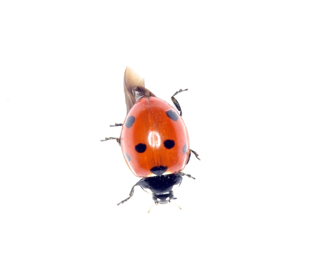 Ladybug isolated on a white