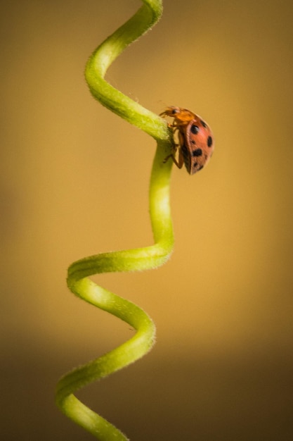 Foto ladybug klimt op de tak van een boomplant.