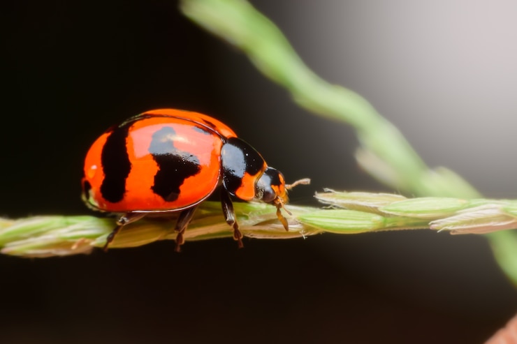 Photo ladybug on leaf in garden nature