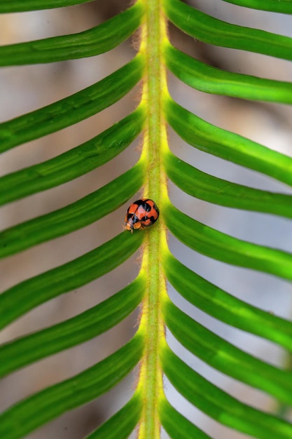 A ladybug on a leaf that is green