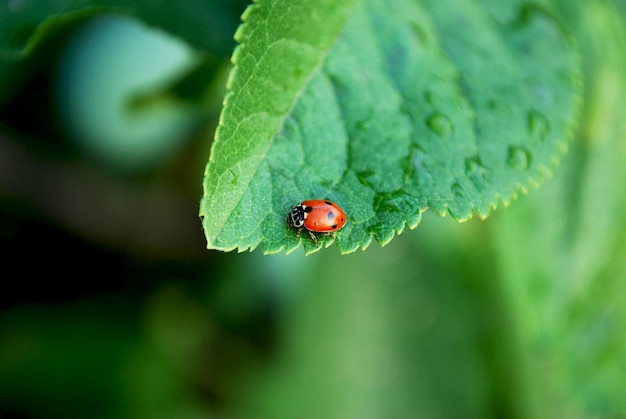 A ladybug on a leaf with raindrops on it