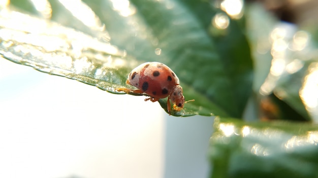 ladybug on the leaf