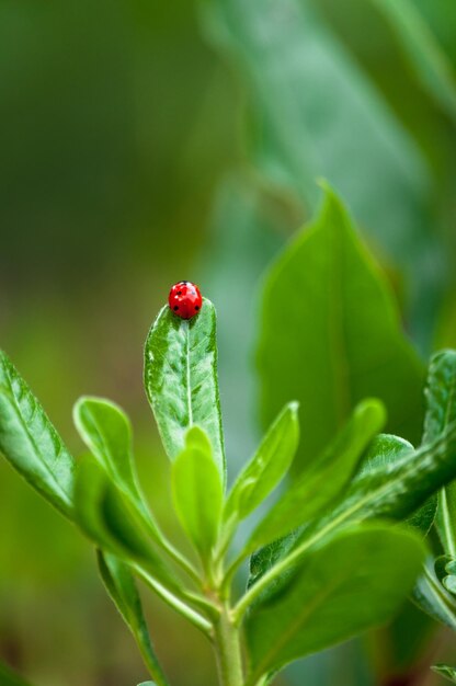 Ladybug on a leaf