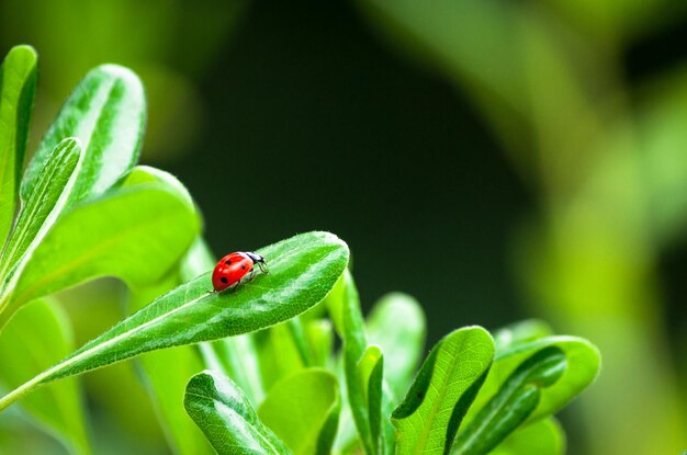 Ladybug on a leaf