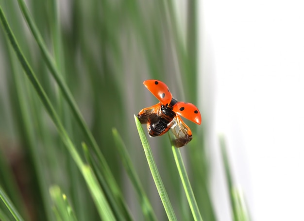 ladybug on leaf.