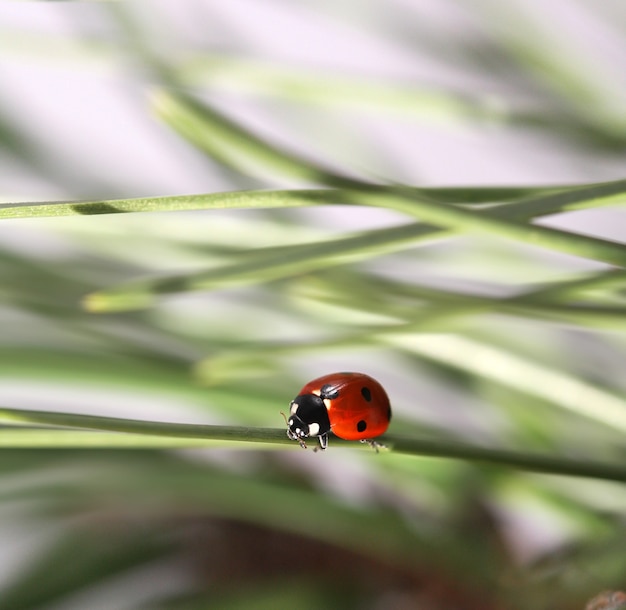 Coccinella su foglia.