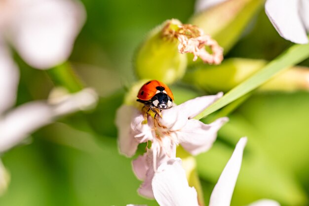 Foto macro di coccinella coccinella su foglie verdi in un prato