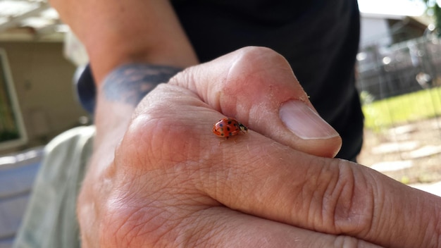 Foto ladybug sulla mano dell'uomo