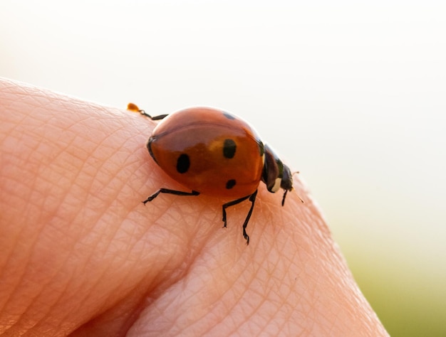 ladybug in my hand at sunset