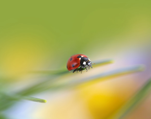 Ladybug in nature