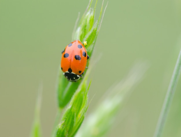 写真 穀物の耳のてんとう虫。