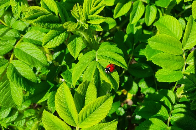 写真 新緑のてんとう虫