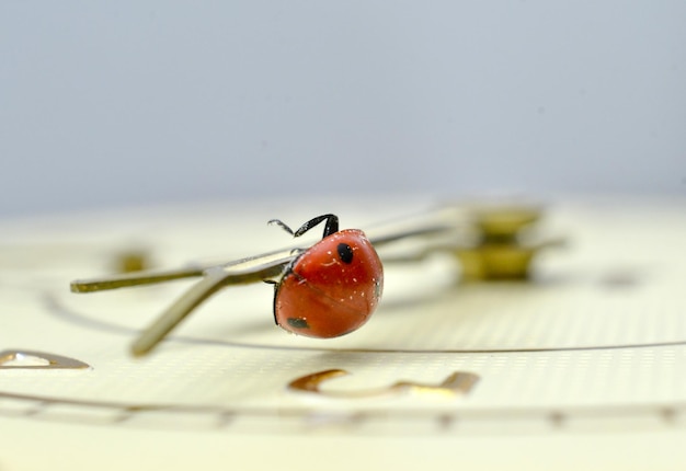 Foto ladybug op een horloge