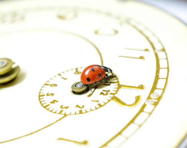 Foto ladybug op een horloge