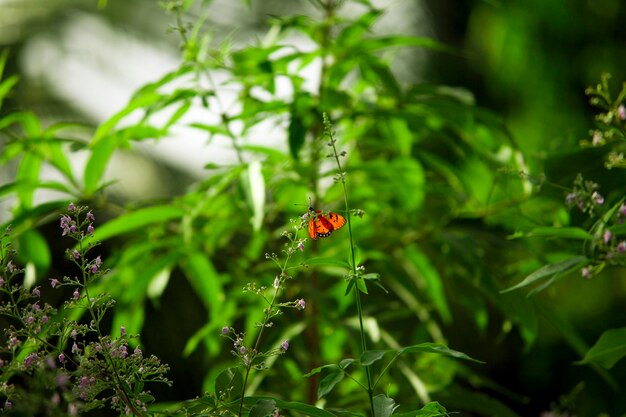 Foto ladybug op een plant