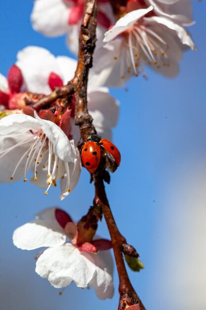 Ladybug op takken witte abrikozen bloeien op de boom onder de blauwe hemel