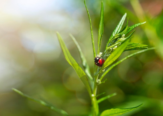 Ladybug on a plant Concept of nature environment summer