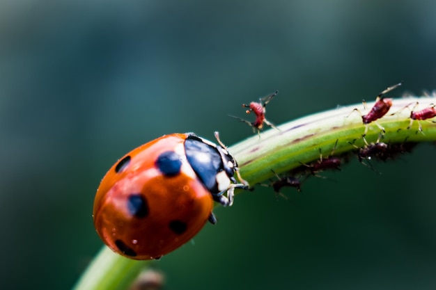 Ladybug on plant with aphids in a garden