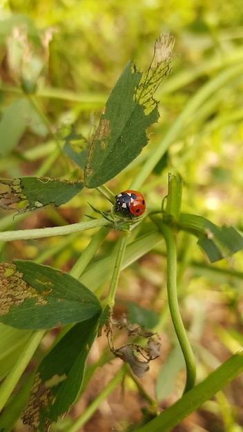 A ladybug on a plant with a brown spot on the bottom