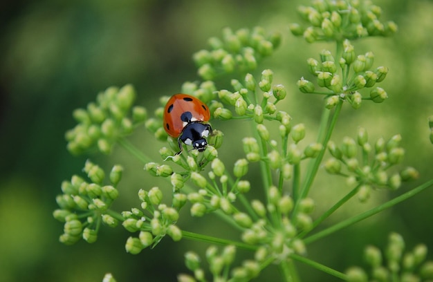 A ladybug on a plant with a green background