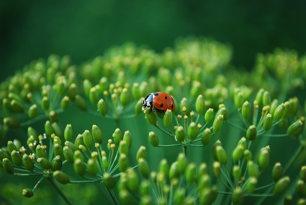 녹색 잎을 가진 식물에 있는 무당벌레.