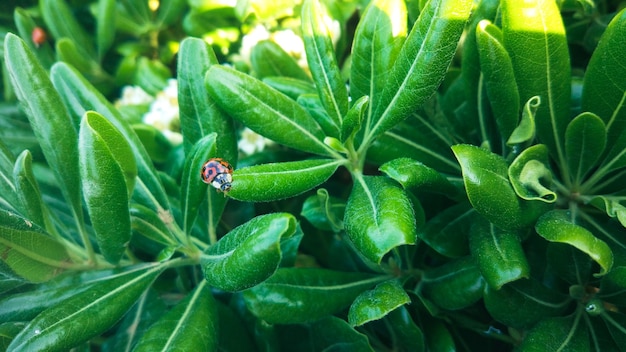 A ladybug on a plant