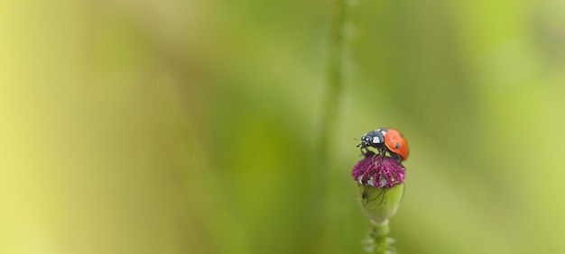 ポピーの花のてんとう虫、テキスト用の空きスペースのある広いバナー