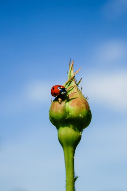 Ladybug on rose bud