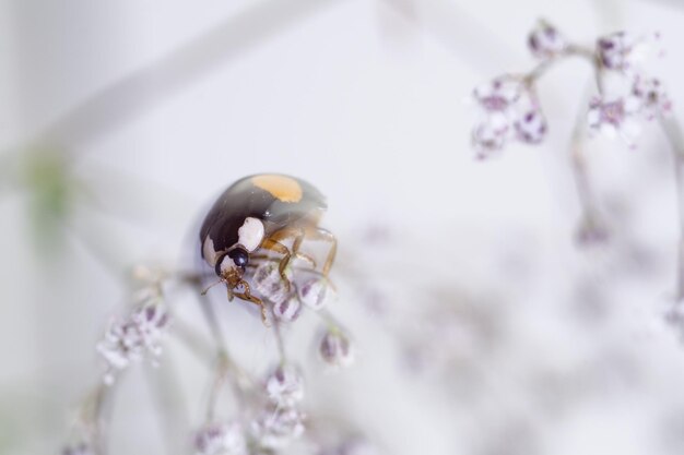 ladybug sit  on a delicate white flower