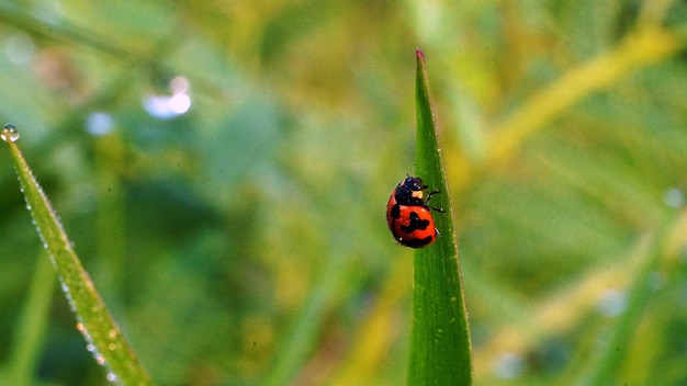 A ladybug sits on a blade of grass.