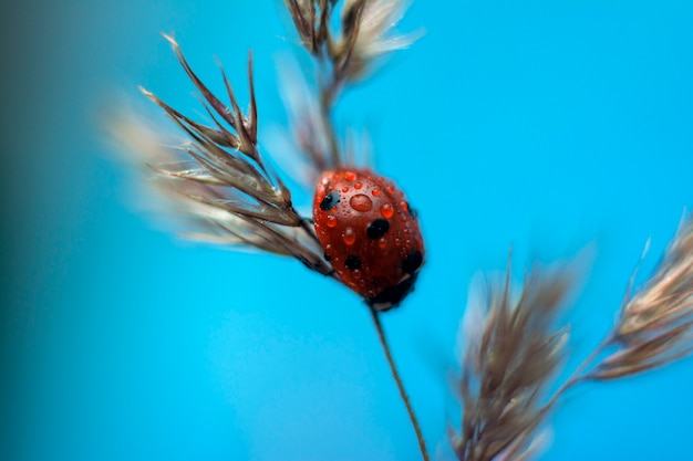 Ladybug sits on dry grass in summer