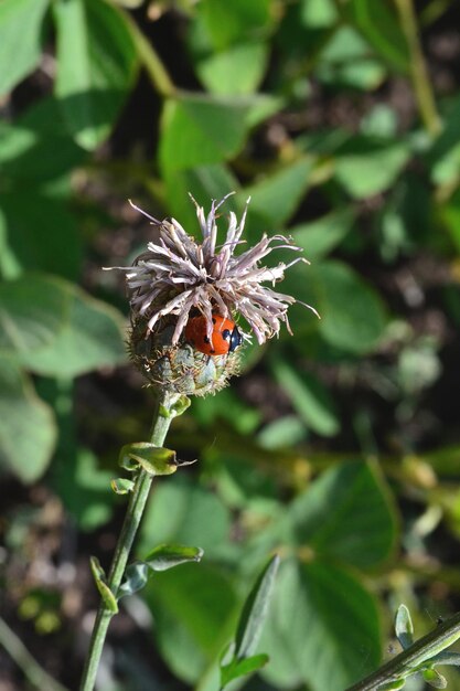 レディバグが畑の花の上に座っている