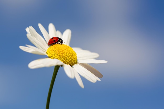 青空を背景にてんとう虫が花に座っています。