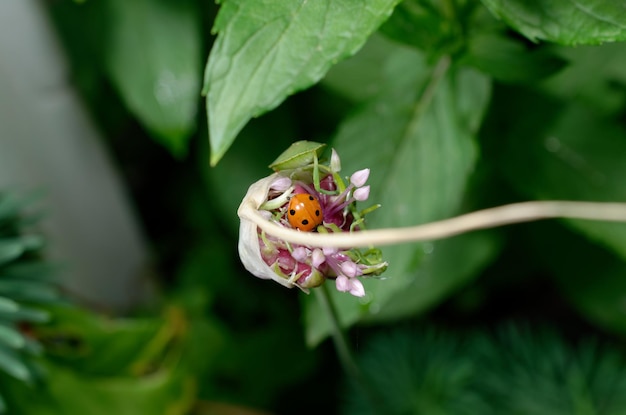 ladybug sits in flowers