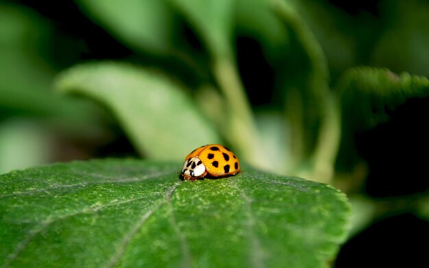 A ladybug sits on a green leaf.