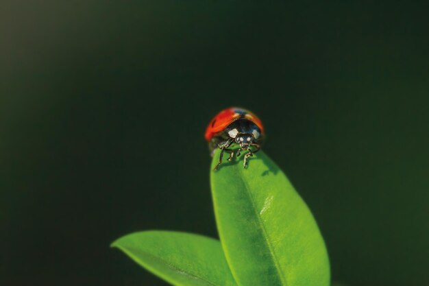 무당벌레는 녹색 잎에 앉아 햇빛에 매크로 사진 곤충