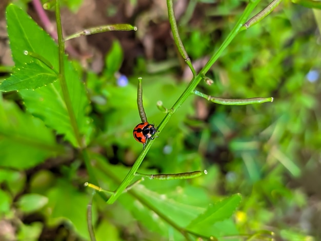 赤い斑点のある葉の上にてんとう虫が止まっています。