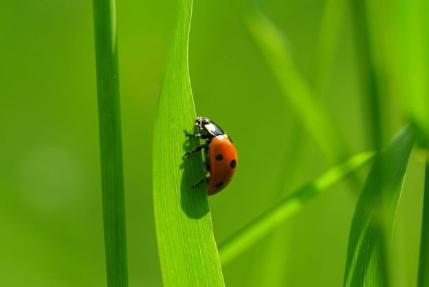 草の葉の上に座っているてんとう虫