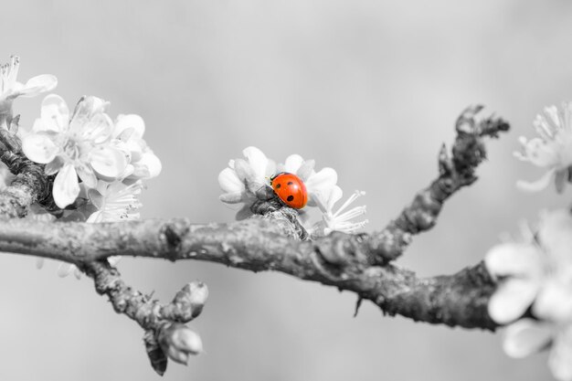 Photo ladybug sitting on the blooming tree branch on the black and white background