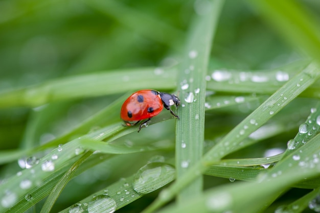 Photo a ladybug sitting on a green leaf captured in a macro photo