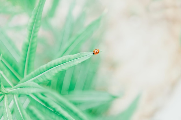Foto ladybug seduta su una foglia verde su uno sfondo pastello spazio di copia di foto tonato