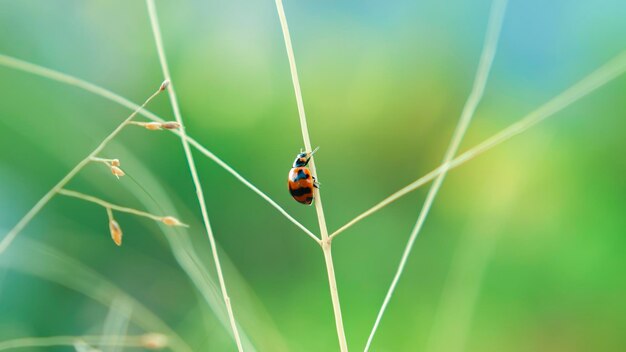 レディバグまたは小さな甲虫 Coccinellidae