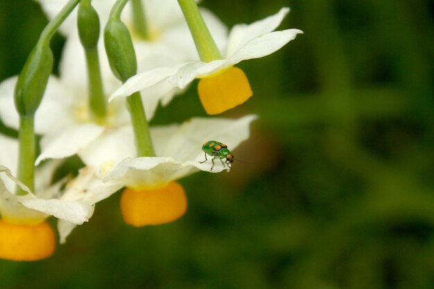 写真 デイジーの花の上に立っているてんとう虫